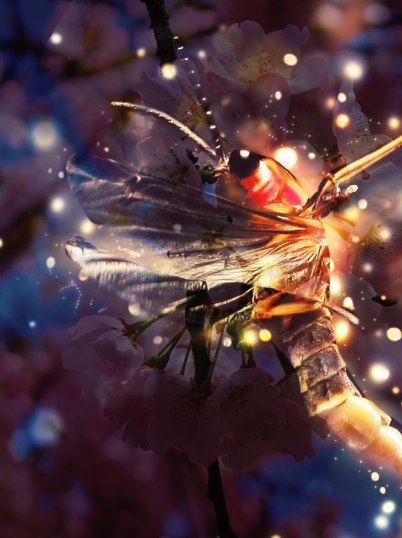 fireflies-of-todaji